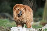 CHOW CHOW 672